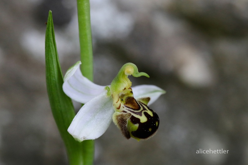 Bienen-Ragwurz _Ophrys apifera_ 3_NP Biokovo.jpg